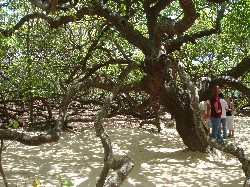 cashew tree