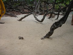 cashew tree